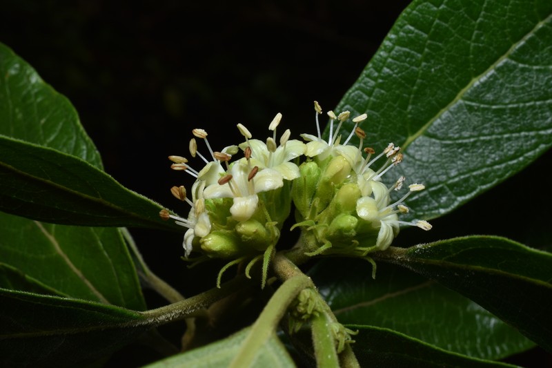 Aegiphila mortonii photo 2