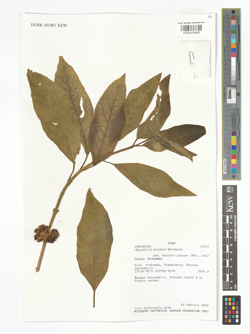 Aegiphila mortonii photo 3