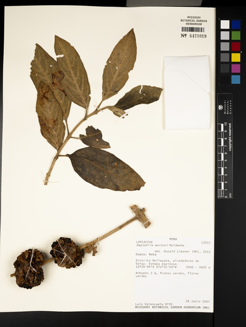 Aegiphila mortonii photo 4