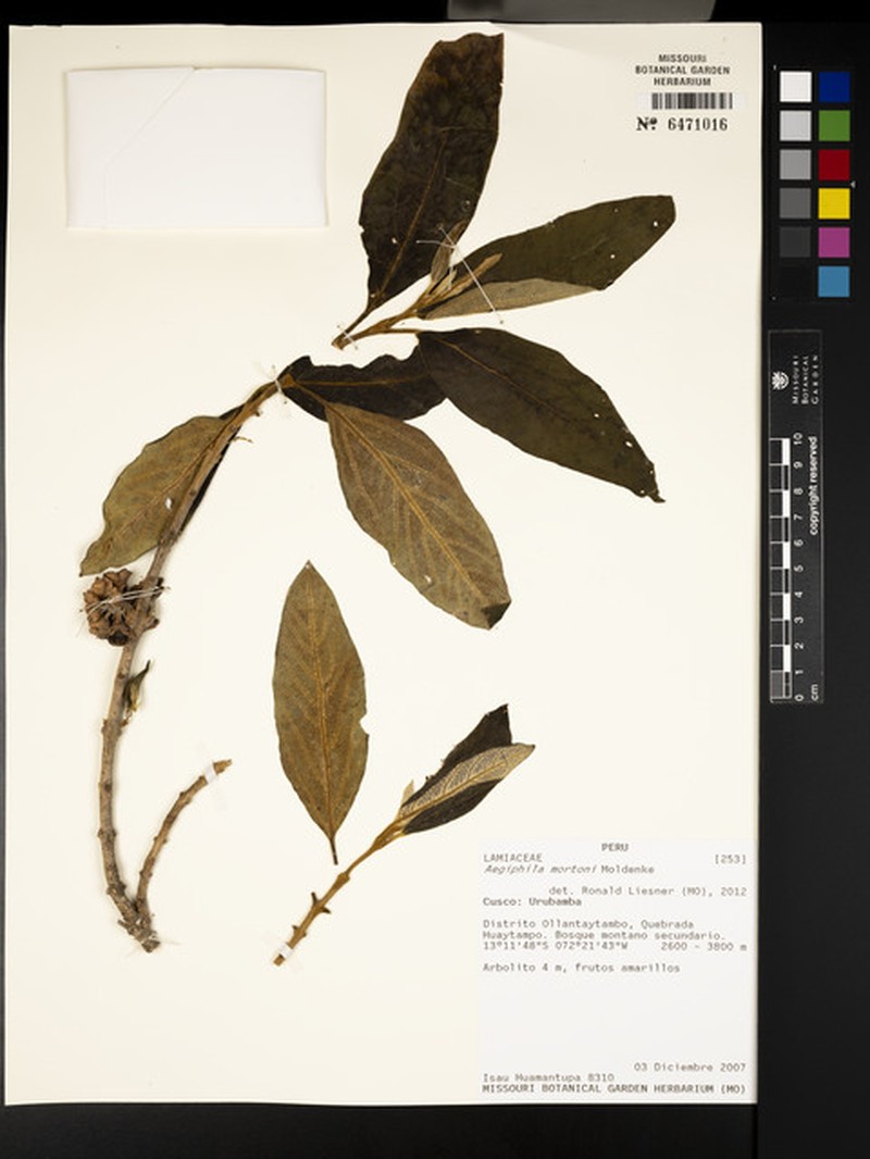 Aegiphila mortonii photo 5