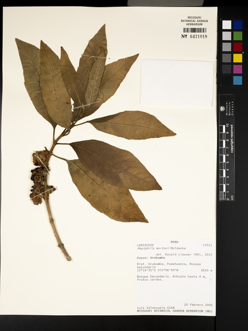 Aegiphila mortonii photo 6
