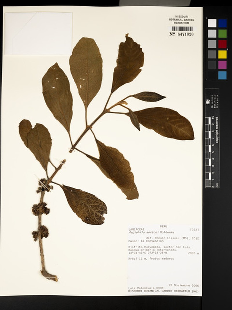 Aegiphila mortonii photo 7