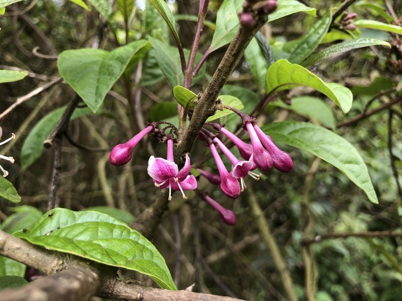 Aegiphila multiflora