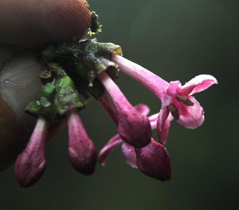 Aegiphila multiflora photo 2