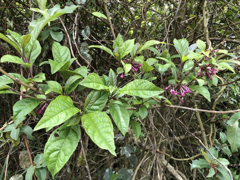 Aegiphila multiflora photo 3