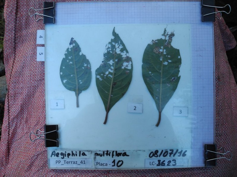 Aegiphila multiflora photo 4