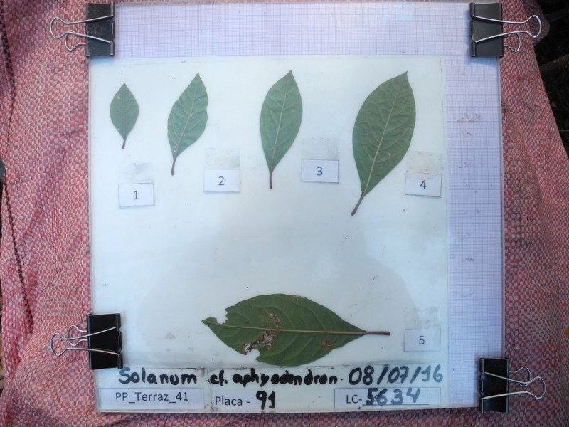 Aegiphila multiflora photo 5