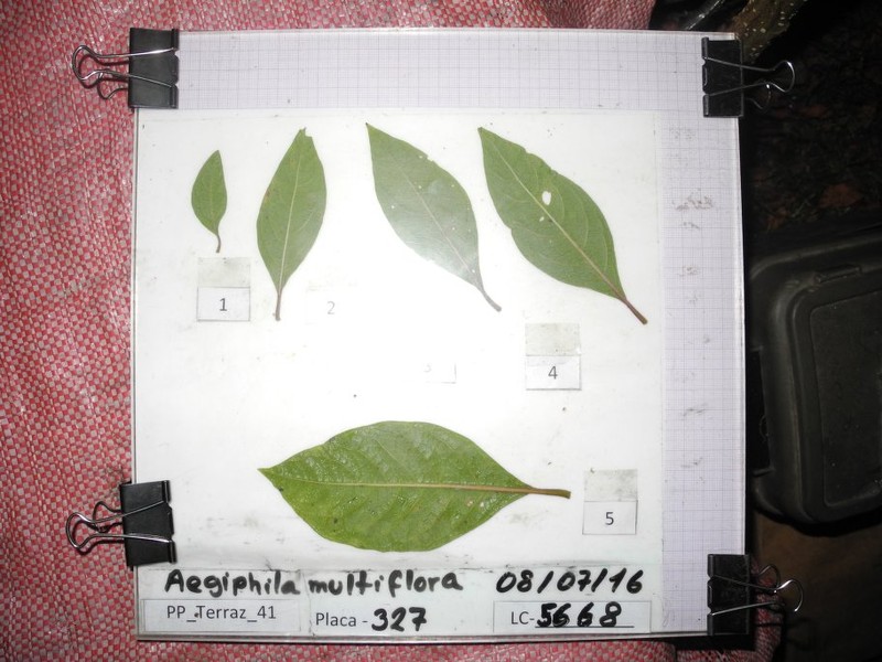Aegiphila multiflora photo 6