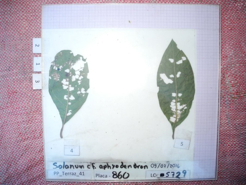 Aegiphila multiflora photo 7