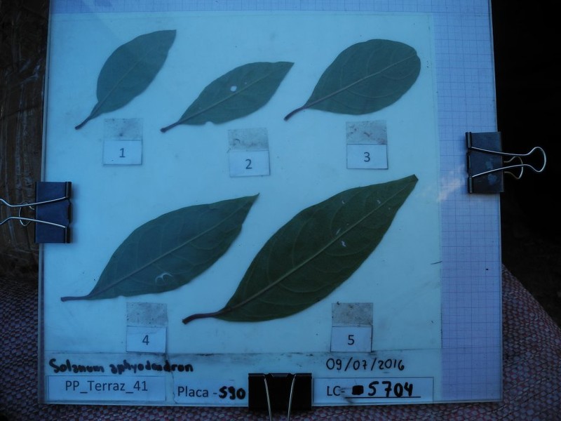 Aegiphila multiflora photo 8