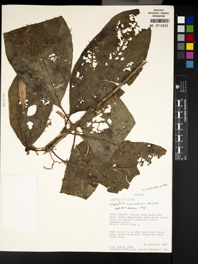Aegiphila narinensis