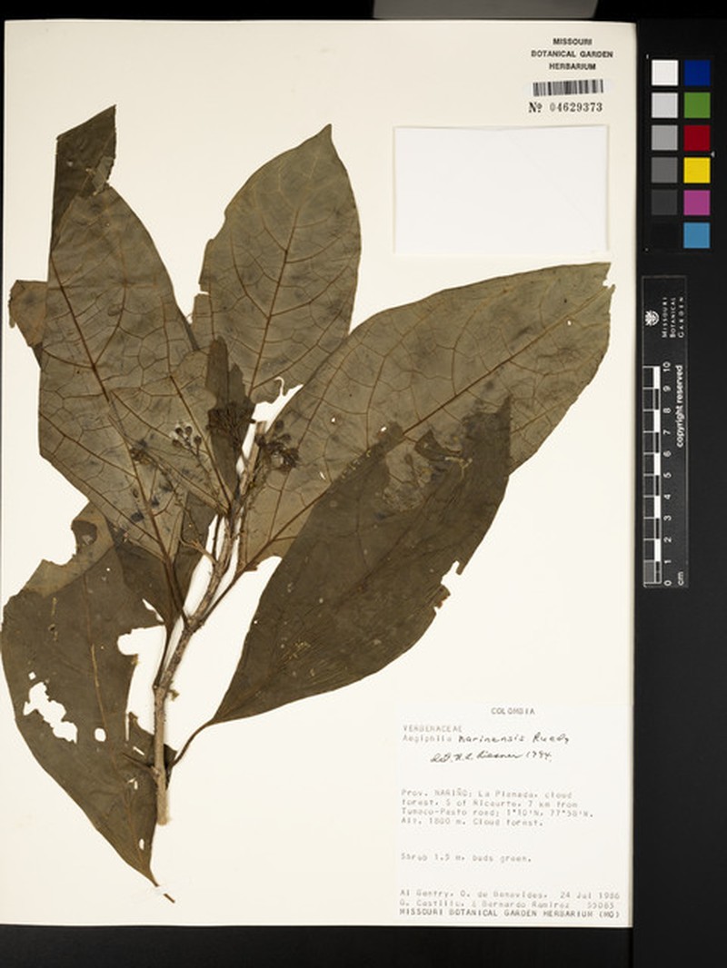 Aegiphila narinensis photo 2