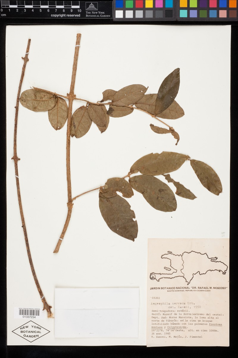 Aegiphila nervosa