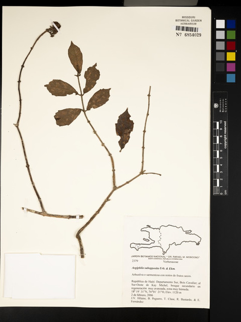 Aegiphila nervosa photo 2