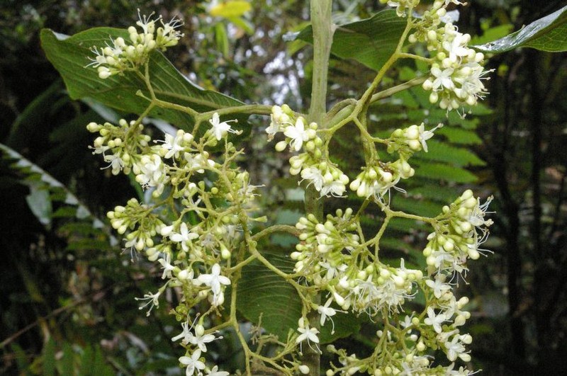Aegiphila novogranatensis