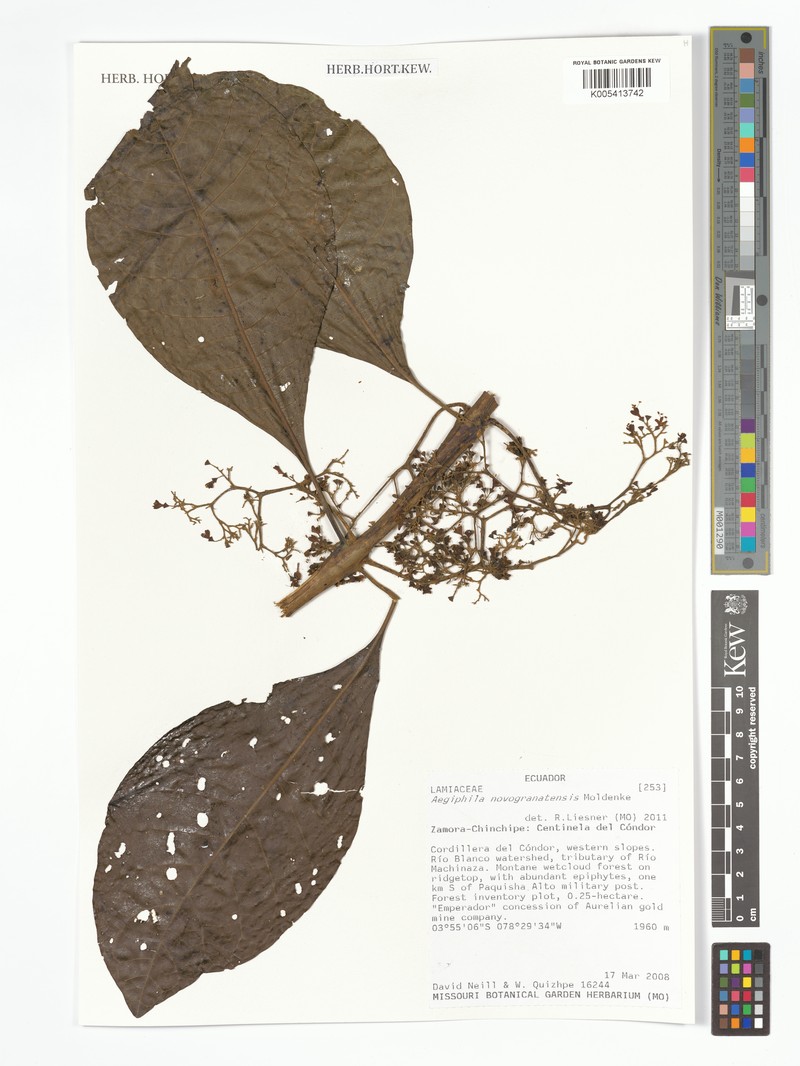 Aegiphila novogranatensis photo 2