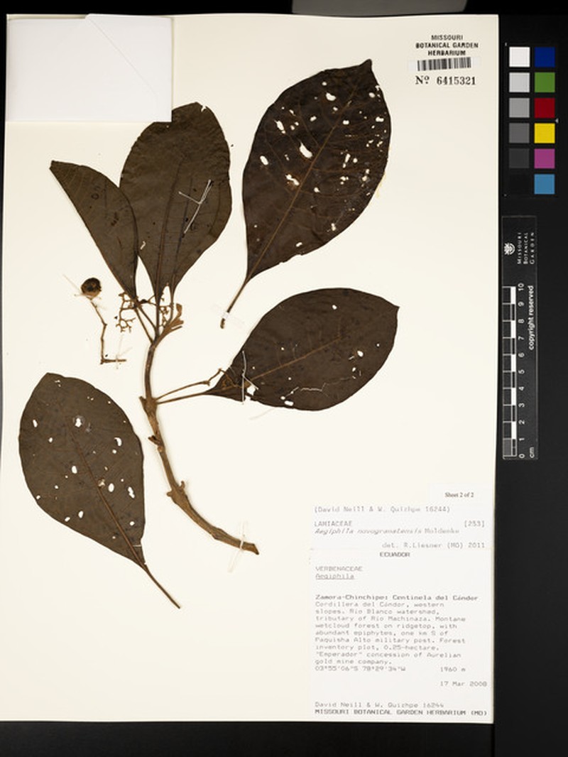 Aegiphila novogranatensis photo 3