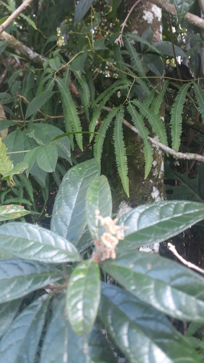 Aegiphila obducta
