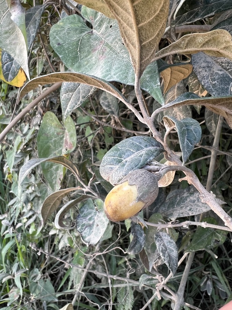 Aegiphila obducta photo 2
