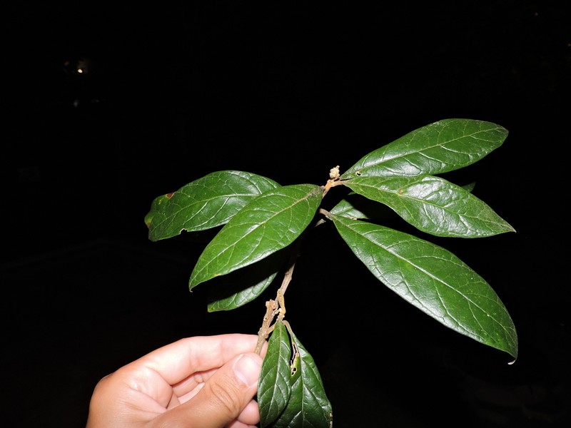 Aegiphila obducta photo 3