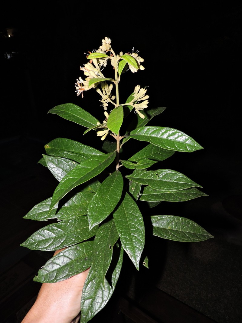 Aegiphila obducta photo 7