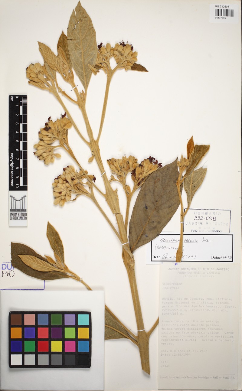 Aegiphila obtusa
