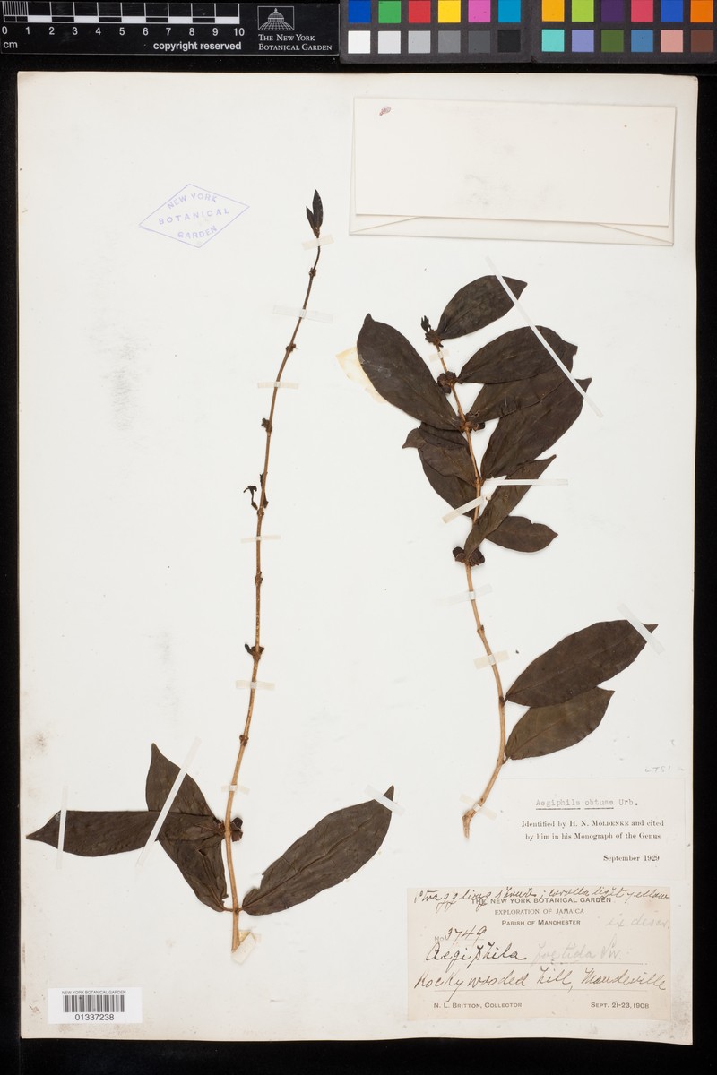 Aegiphila obtusa photo 2