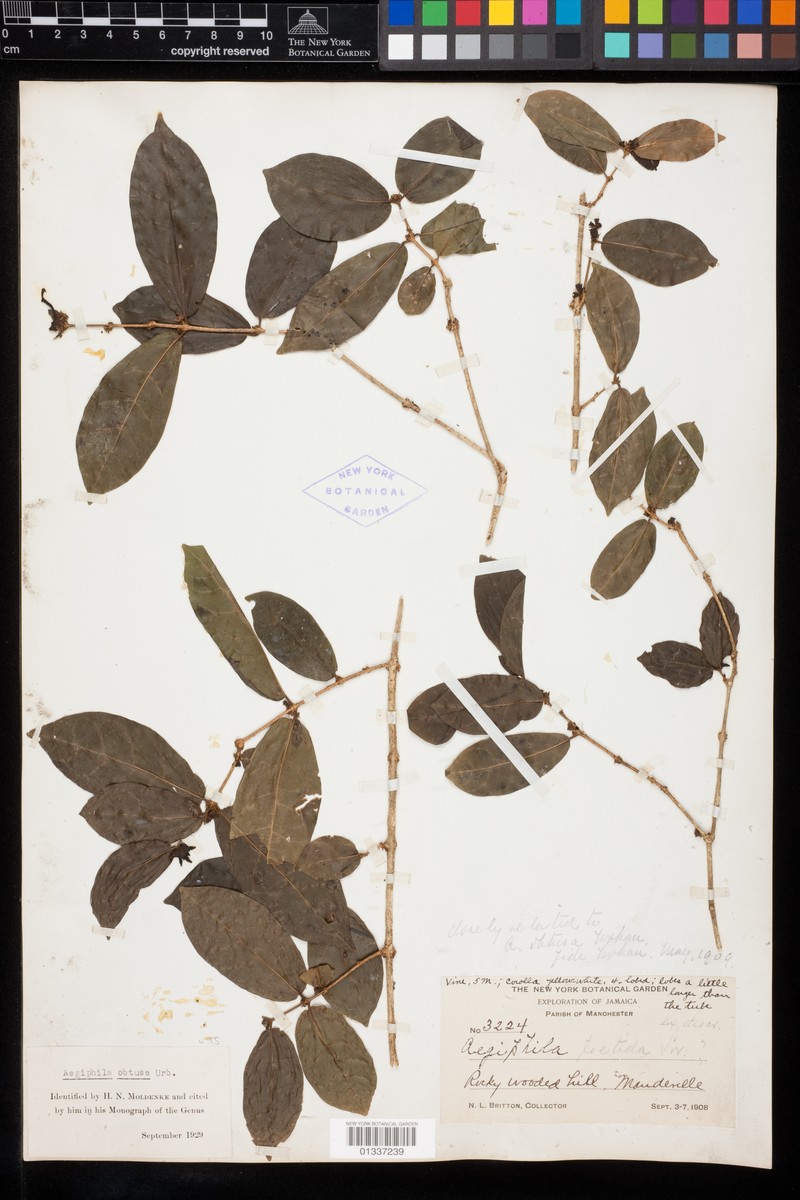 Aegiphila obtusa photo 3