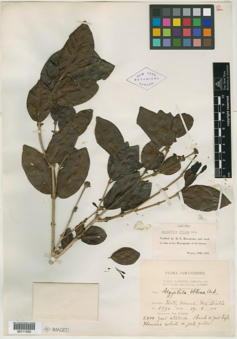 Aegiphila obtusa photo 4