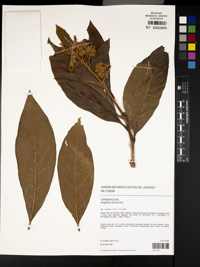 Aegiphila obtusa photo 5