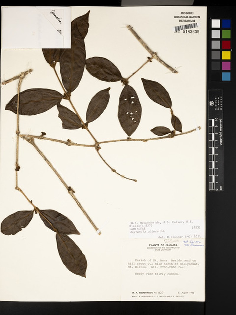 Aegiphila obtusa photo 6