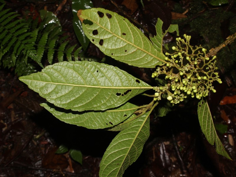 Aegiphila odontophylla