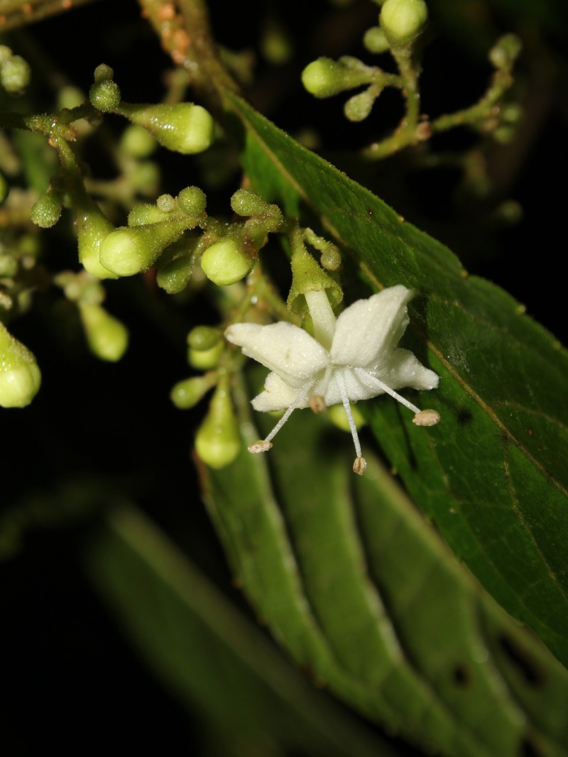 Aegiphila odontophylla photo 2