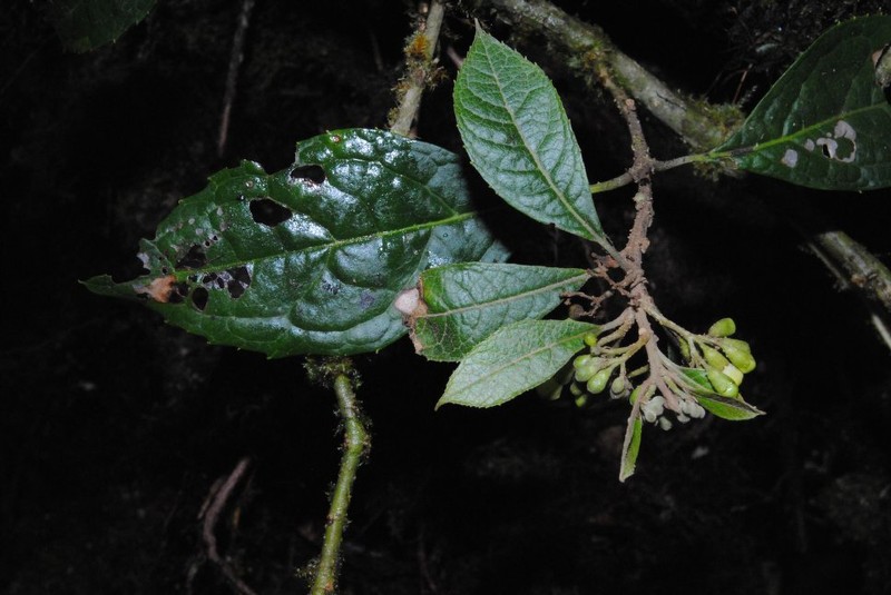 Aegiphila odontophylla photo 3