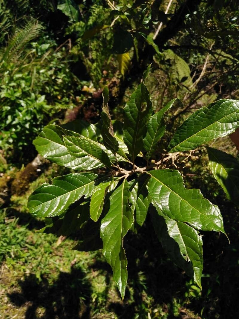 Aegiphila odontophylla photo 4