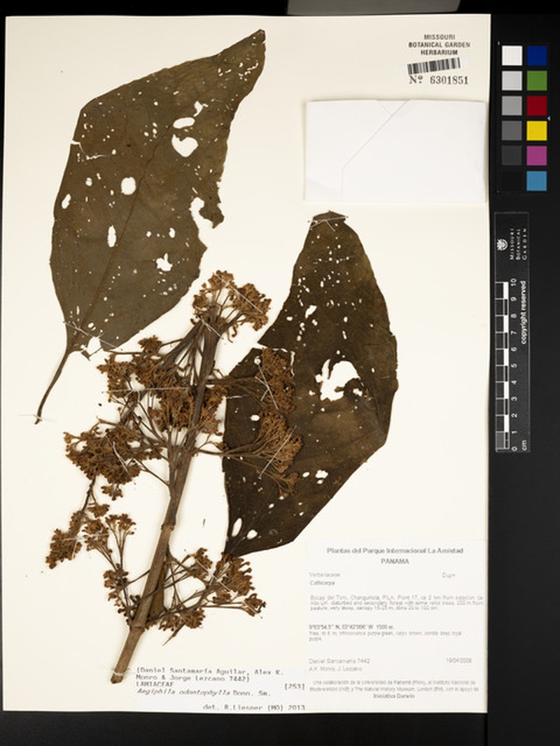 Aegiphila odontophylla photo 5