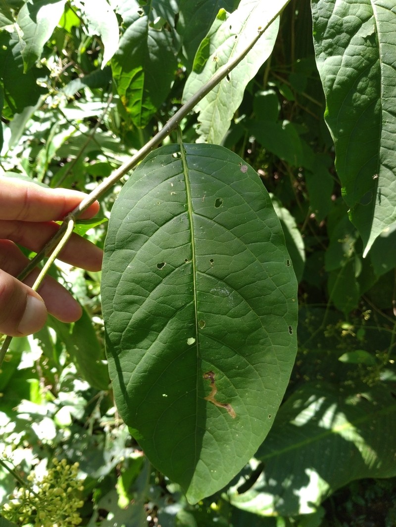 Aegiphila panamensis photo 2