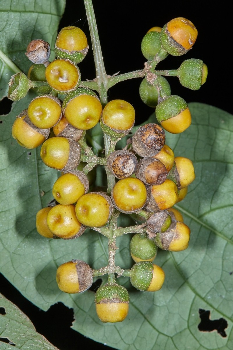 Aegiphila panamensis photo 3