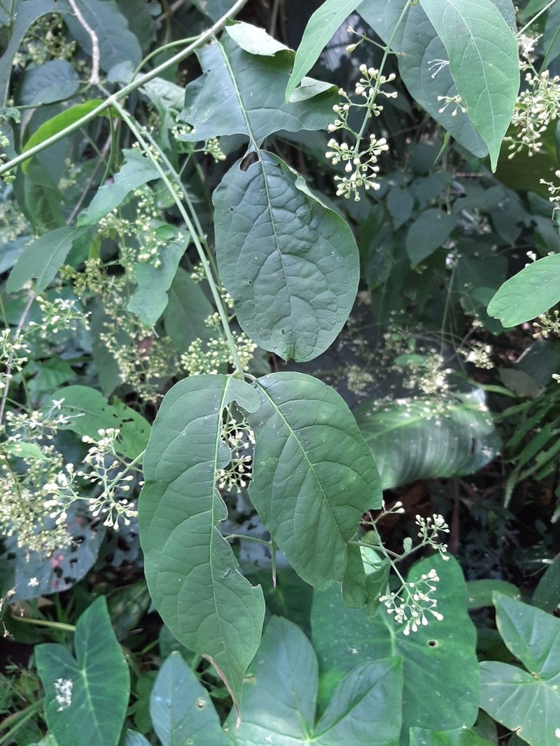 Aegiphila panamensis photo 4
