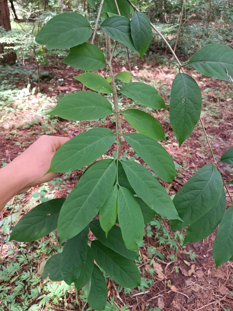 Aegiphila panamensis photo 5