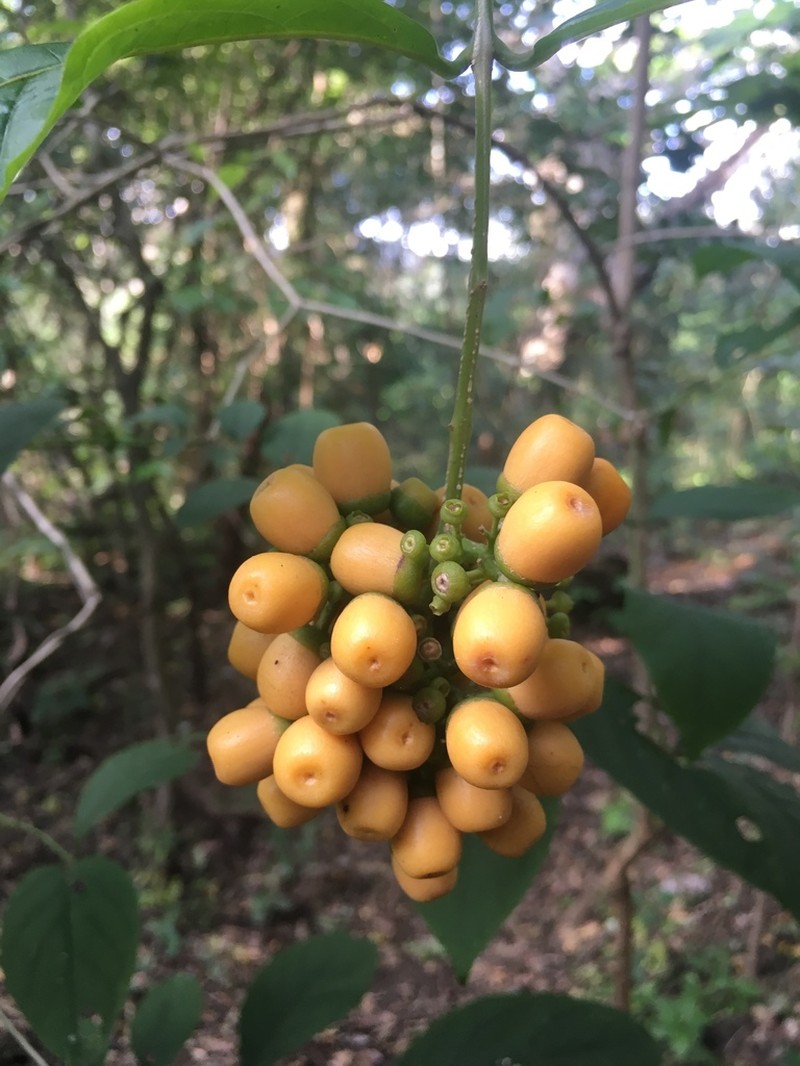 Aegiphila panamensis photo 6