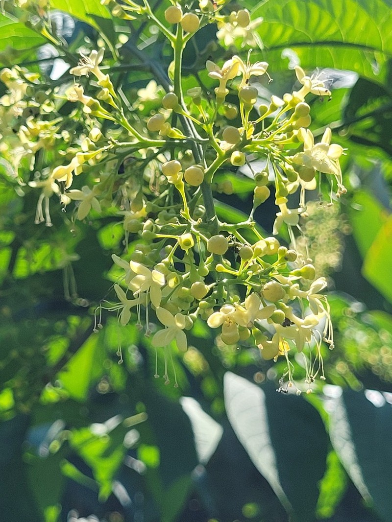 Aegiphila panamensis photo 7