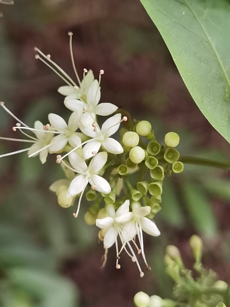 Aegiphila panamensis photo 8