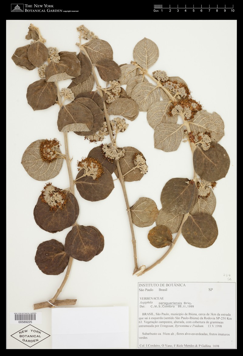 Aegiphila paraguariensis