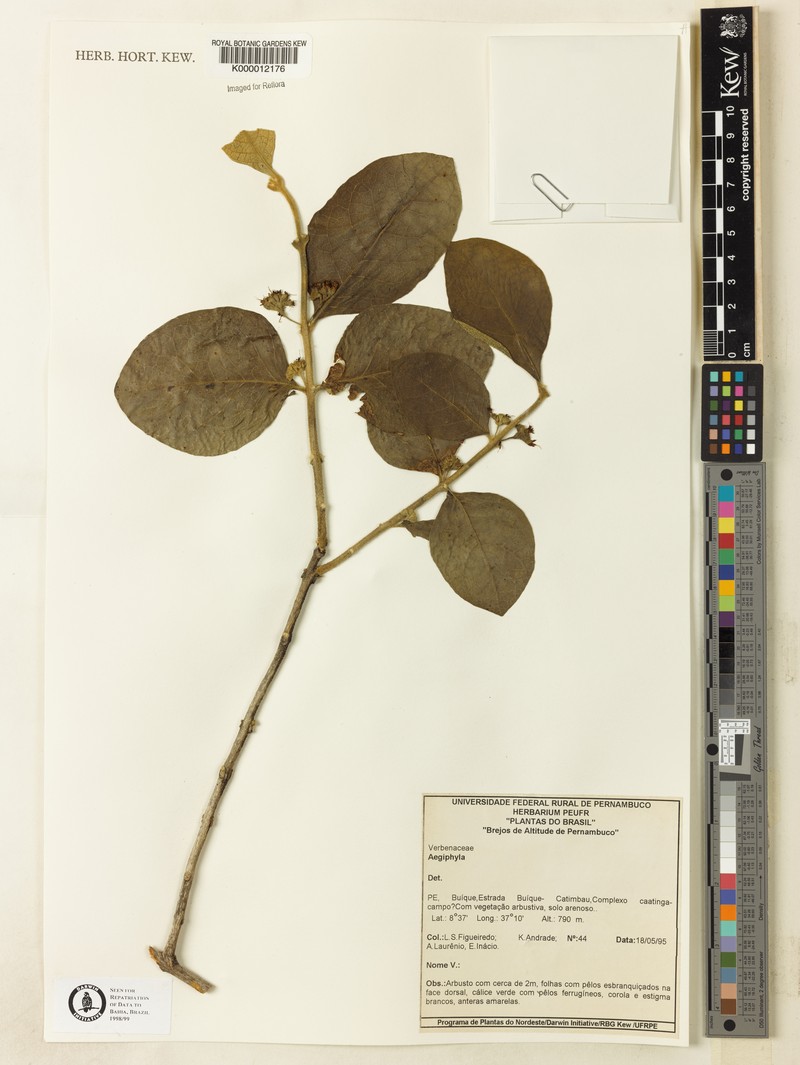 Aegiphila paraguariensis photo 2