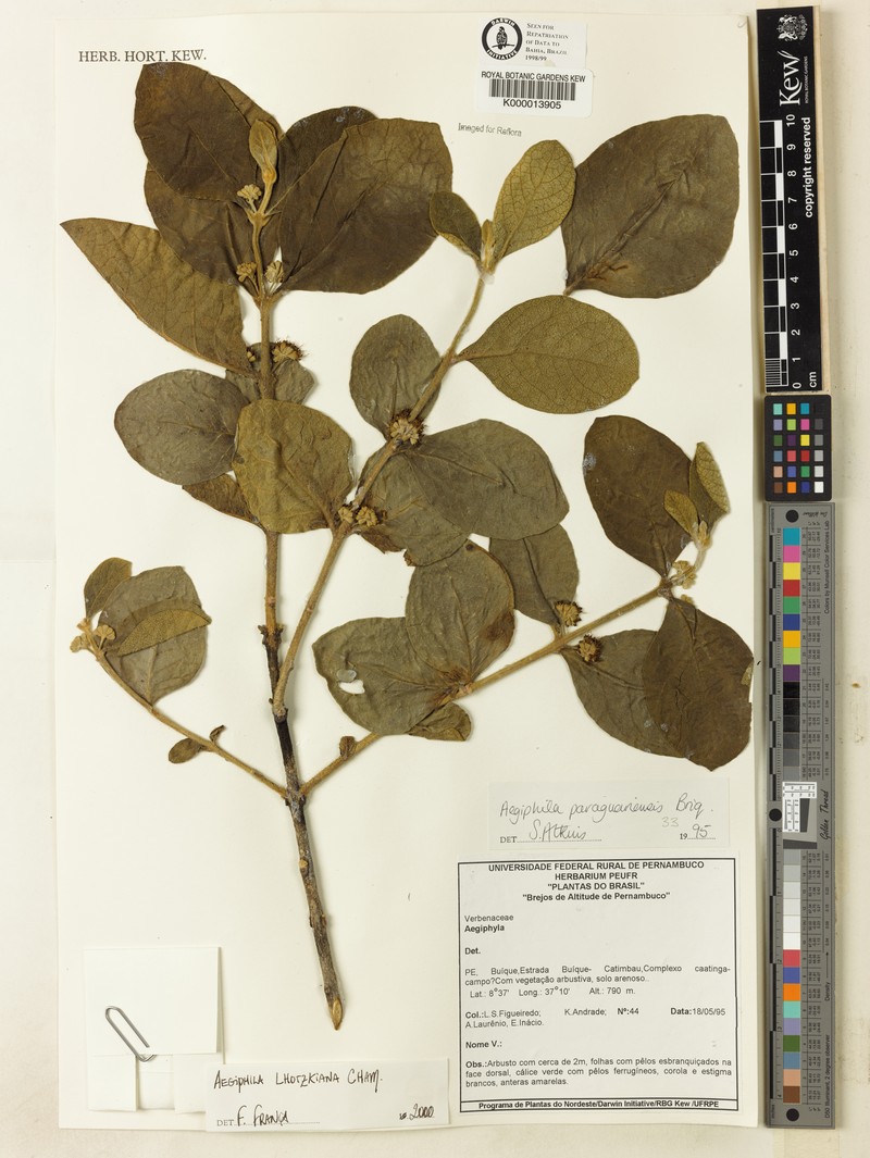 Aegiphila paraguariensis photo 3