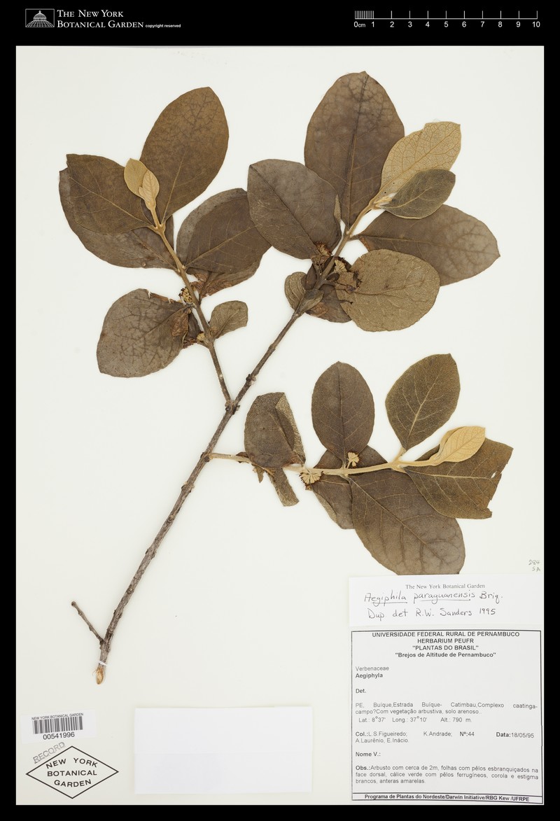 Aegiphila paraguariensis photo 4