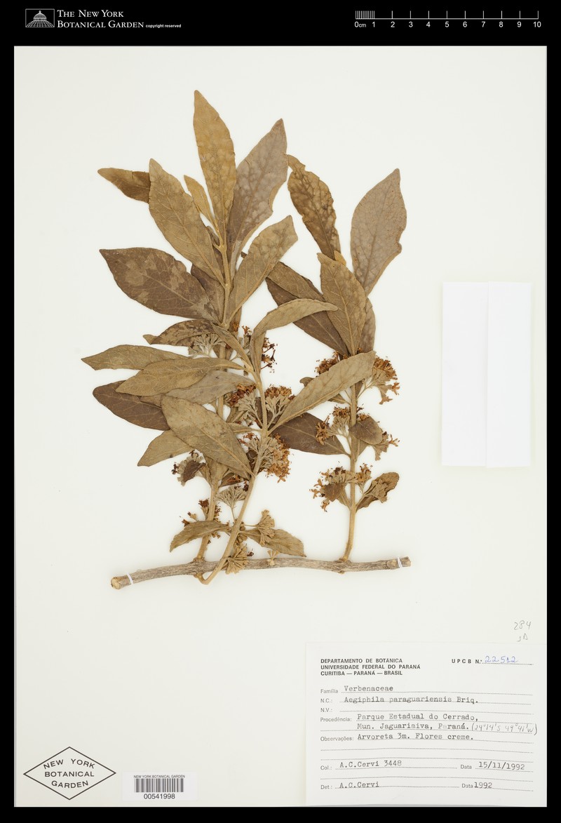 Aegiphila paraguariensis photo 5