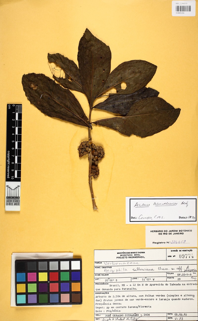 Aegiphila paraguariensis photo 6