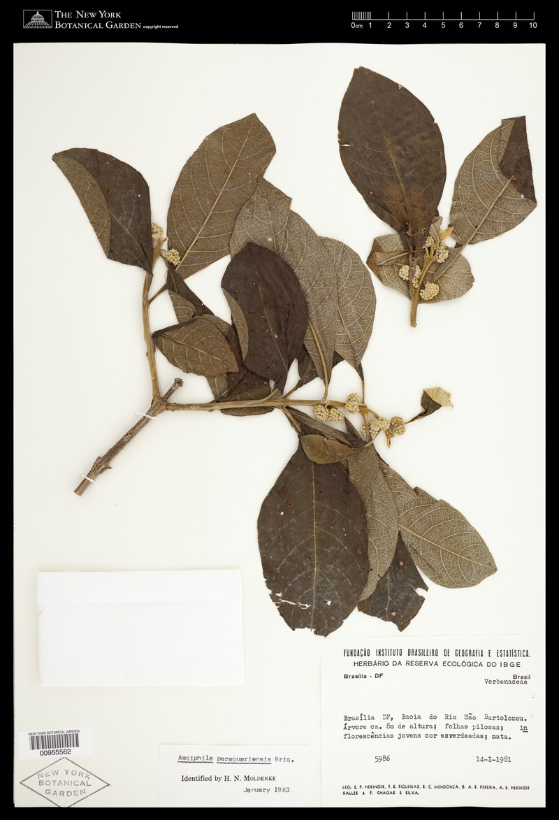 Aegiphila paraguariensis photo 7